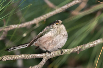 Long-tailed tit perched on a tree branch