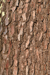 maritime pine bark close-up texture
