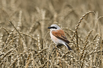 Red backed shrike in the field. Sitting on a grain. Genus Lanius collurio.   