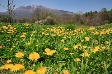 Fototapeta premium Mount Asama and dandelions in full bloom of spring, Nagano, Japan