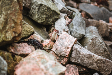 Wild ferret sitting on some rocks in Norway