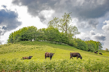 Cattle grazing on a hill.