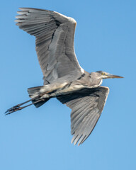 Czapla siwa w locie na tle nieba © Michał Kurzątkowski