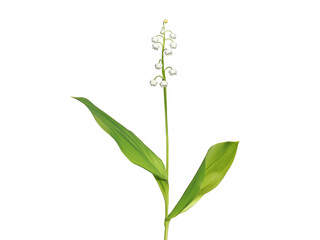 Fototapeta na wymiar Lily of the valley flower isolated on white, Convallaria majalis