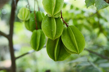 Star fruit