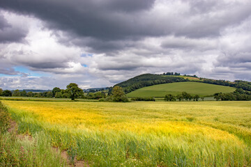 Summertime wheat fields in the UK.