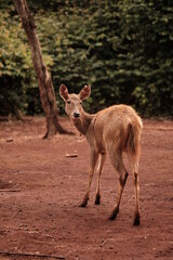 The sambar (Rusa unicolor) is a large deer native to the Indian subcontinent and Southeast Asia 