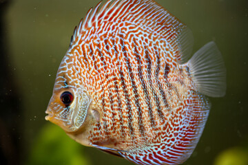 Porträt, Nahaufnahme eines Diskusfisches. Diskus im Aquarium. Amazonasbecken.