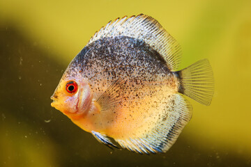 Porträt, Nahaufnahme eines Diskusfisches. Diskus im Aquarium. Amazonasbecken.