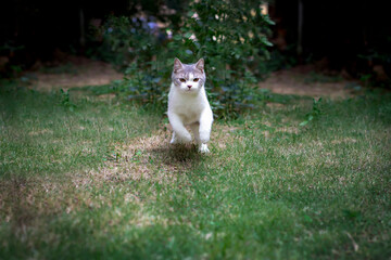 Tabby Cat running in the garden. Scottish fold cat on green grass. White cat standing in the field.healthy cat running on the lawn.