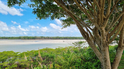 Fototapeta na wymiar Landscape of a sunny day with white clouds, a tree in the foreground, below and in the background a forest and in the middle a beach with low tide with sandbanks appearing