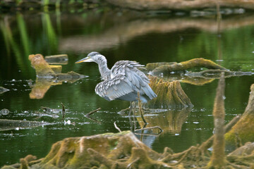 Czapla siwa (Ardea cinerea) na bagnie czatuje na zdobycz