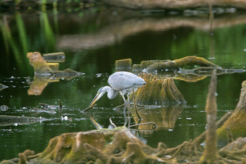 Czapla siwa (Ardea cinerea) na bagnie czatuje na zdobycz