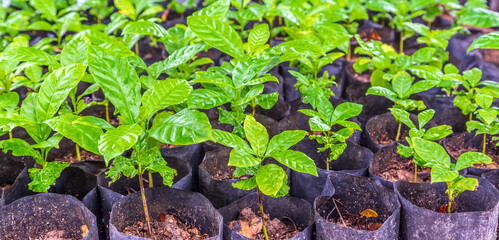 Seedlings of small coffee trees in the nursery to prepare for planting