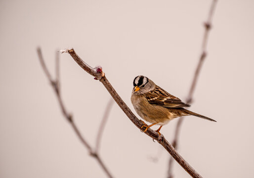 White Crowned Sparrow