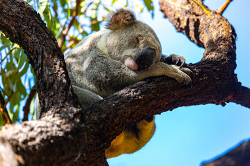 sweet wild koala sleeping on eucalyptus on kangaroo island in south australia, famous island full of koalas and wildlife © Jakub
