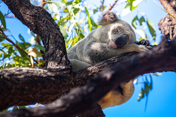 sweet wild koala sleeping on eucalyptus on kangaroo island in south australia, famous island full...