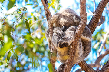 sweet wild koala sleeping on eucalyptus on kangaroo island in south australia, famous island full of koalas and wildlife © Lens Down Under