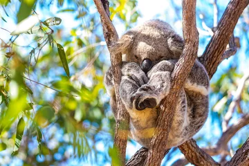 Foto op Plexiglas sweet wild koala sleeping on eucalyptus on kangaroo island in south australia, famous island full of koalas and wildlife © Jakub