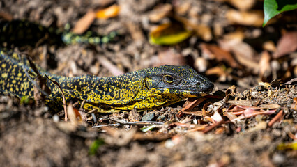 Portrait of beautiful australian lace monitor (Varanus varius) warming up in the sun in the Daintree Rainforest, Queensland, Australia