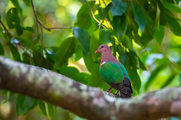 Common emerald dove spotted in cape hillsborough national park in queensland, australia