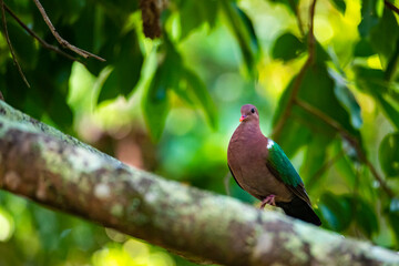 Common emerald dove spotted in cape hillsborough national park in queensland, australia