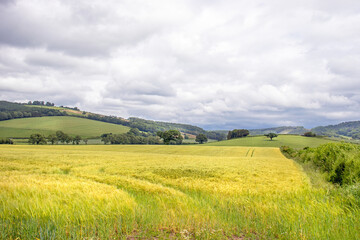 Summertime wheat fields in the UK.
