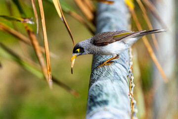 portrait of a noisy minner sitting on the fence in gold coast, miami beach, queensland, australia