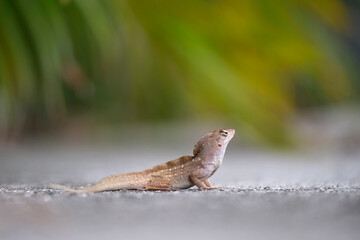 Macro closeup of blown alone lizard warming on summer sun. Anolis sagrei small reptile in native to Florida USA