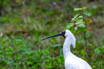 portrait of black-faced spoonbill (Platalea minor) taken in gold coast, queensland, australia