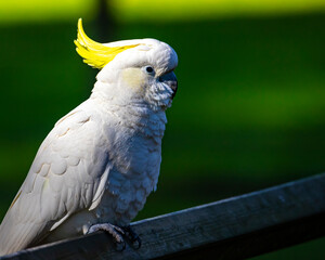 portrait of cute sulphur-crested cockatoo spotted in sydney; wildlife of new south wales in...