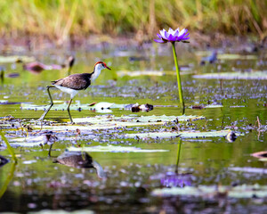 Comb-crested jacana bird walking on the leaves of aquatic plants in search of food in Ingham, Queensland. Australia