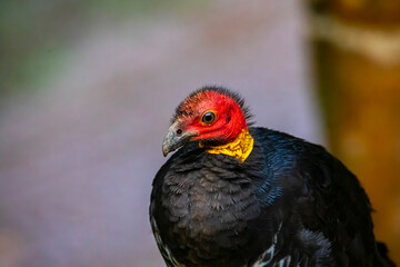 portrait of Australian brushturkey observed near millaa millaa waterfall in atherton tablelands, queensland, australia; colorful australian wild bird