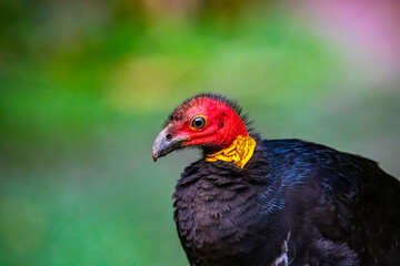 portrait of Australian brushturkey observed near millaa millaa waterfall in atherton tablelands, queensland, australia; colorful australian wild bird