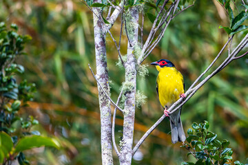 Beautiful colorful australasian figbird sitting on the branch and eating some red fruits. Bird was spotted in  atherton tablelands, Queensland, Australia