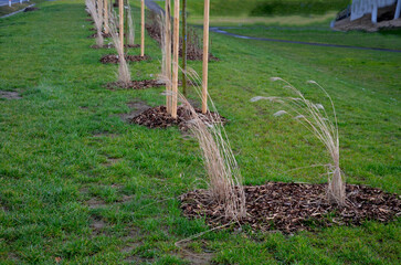 flower beds with ornamental grasses are attractive from autumn to winter also thanks to dry flowers...