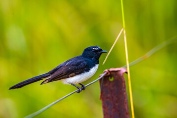 portrait of a cute willy (or willie) wagtail (Rhipidura leucophrys) sitting on the fence in atherton tablelands, wild birds of australia, queensland