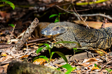 	
Lace monitor (monitor lizard, goanna) basking in the sun met in the Daintree Rainforest in Tropical North Queensland, Australia, wildlife of daintree
