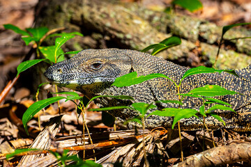 	
Lace monitor (monitor lizard, goanna) basking in the sun met in the Daintree Rainforest in Tropical North Queensland, Australia, wildlife of daintree
