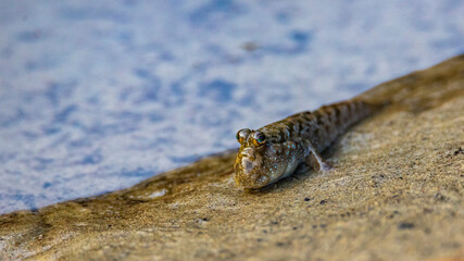 Close-up on a beautiful mudskipper (oxudercinae) in daintree rainforest national park in queensland, australia; the unique wildlife of daintree tropical rainforest