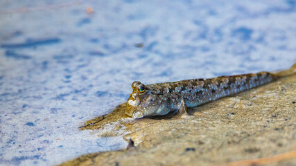 Close-up on a beautiful mudskipper (oxudercinae) in daintree rainforest national park in queensland, australia; the unique wildlife of daintree tropical rainforest