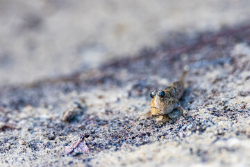 Close-up on a beautiful mudskipper (oxudercinae) in daintree rainforest national park in queensland, australia; the unique wildlife of daintree tropical rainforest