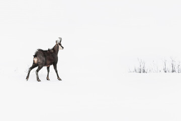 Wrapped in the winter season, fine art portrait of Alpine chamois (Rupicapra rupicapra)