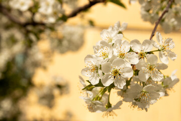 Spring bloom white flowers. Cherry blossom twigs
