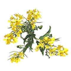 Obraz premium wild field grass, top view, isolated on white background, 3D illustration, cg render