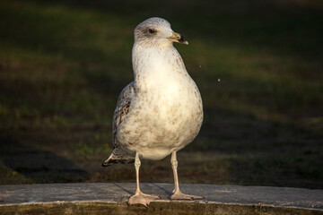 Seagull sunbathing in the park on a beautiful winter day.