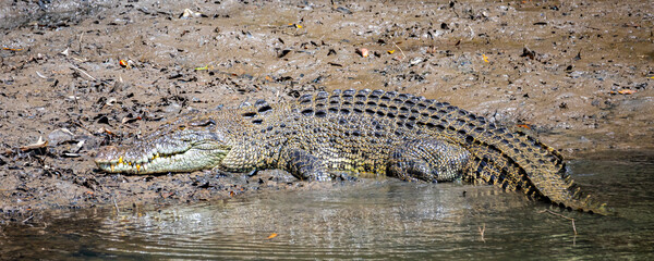 massive saltwater crocodile resting on the sand on the bank of the mowbray river near daintree...