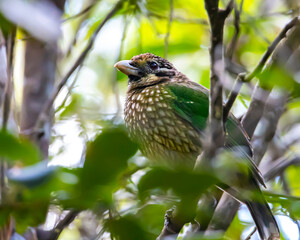 spotted catbird spotted in atherton tablelands, unique bird of australian rainforest in queensland
