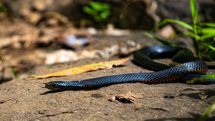 Red-bellied black snake spotted in atherton tablelands near nandroya falls; common venomous and...