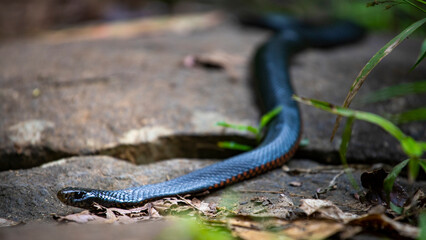 Red-bellied black snake spotted in atherton tablelands near nandroya falls; common venomous and dangerous australian snake in queensland rainforest